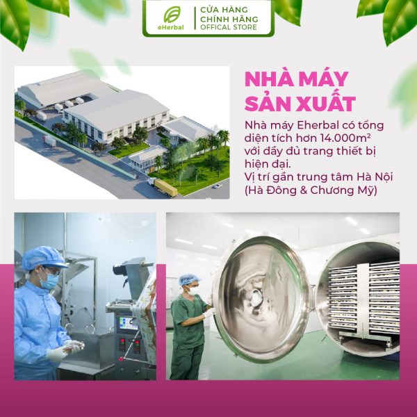 Bột Tía tô mật ong eHerbal sấy thăng hoa - Hình ảnh 5