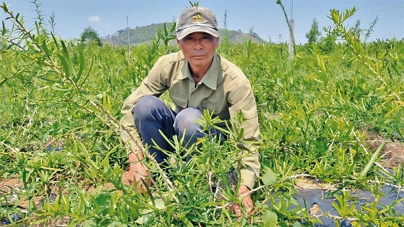 cao xáo tam phân giá bao nhiêu