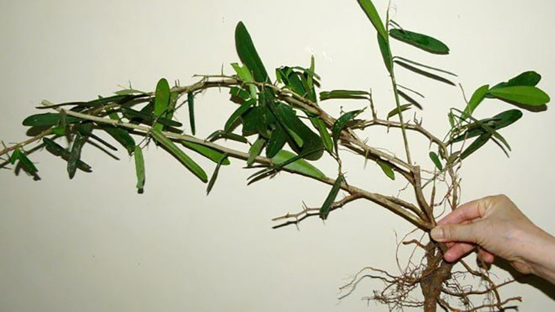 cao xáo tam phân