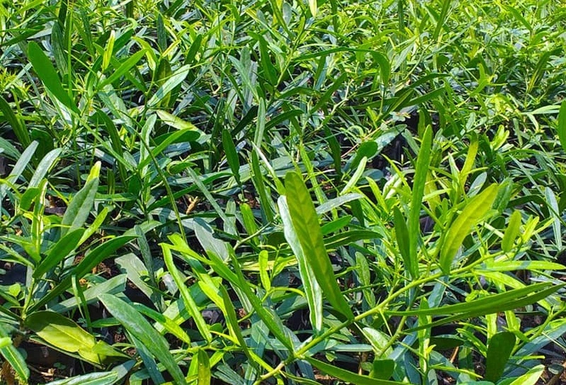 thời điểm sử dụng cao xáo tam phân