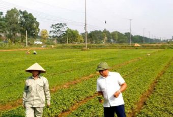 🌿 VÙNG TRỒNG ĐƯỢC CHĂM BÓN VÀ KIỂM SOÁT NGHIÊM NGẶT BỞI CÔNG TY CỔ PHẦN SẢN XUẤT VÀ THƯƠNG MẠI eHERBAL 🌱