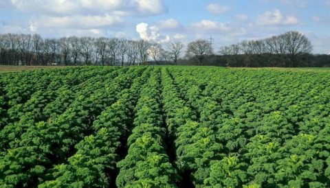 Không xa xôi kỳ vĩ, nguyên liệu của eHerbal được trồng ngay tại Mộc Châu – Sơn La, trên 11 héc-ta nông trại VietGAP của Hợp tác xã An Tâm.