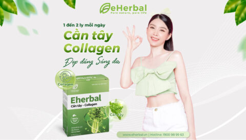BÍ KÍP MỖI NGÀY CÙNG CẦN TÂY COLLAGEN nhà eHerbal ✨ Từ thiên nhiên cho lối sống khỏe đẹp chủ động ✨