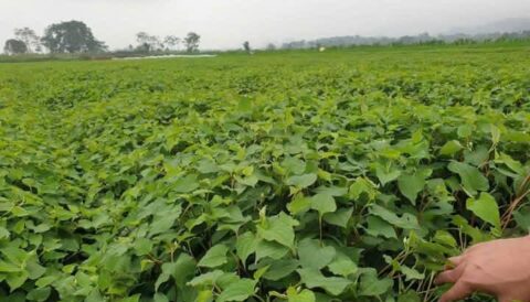 🌱BỘT RAU DIẾP CÁ NGUYÊN CHẤT eHERBAL – THÊM MÀU XANH CHO LỐI SỐNG LÀNH MẠNH 🌿