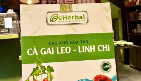 Khám phá bí mật từ Cà gai leo & Linh chi – bất ngờ ngay trong từng gói nhỏ!