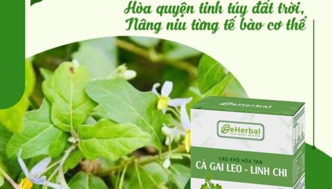 CÀ GAI LEO – LINH CHI eHerbal