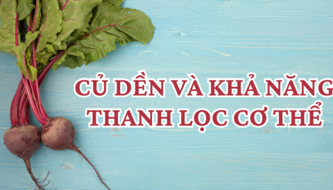 Củ dền và khả năng giải độc cơ thể