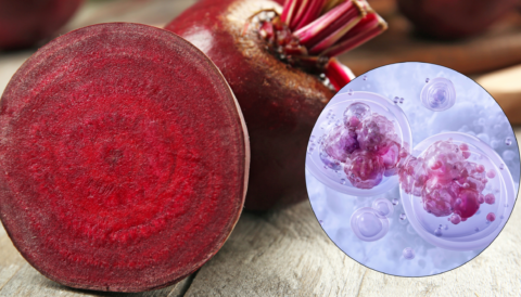 Củ dền và quá trình chống lão hóa tế bào ở nam giới