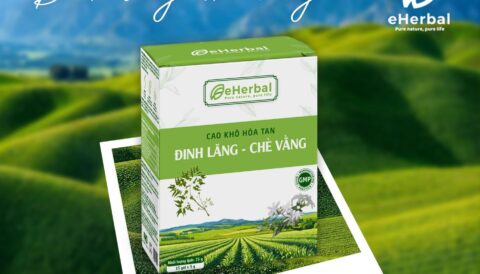 🌿 Đinh lăng – chè vằng sấy thăng hoa 🍀