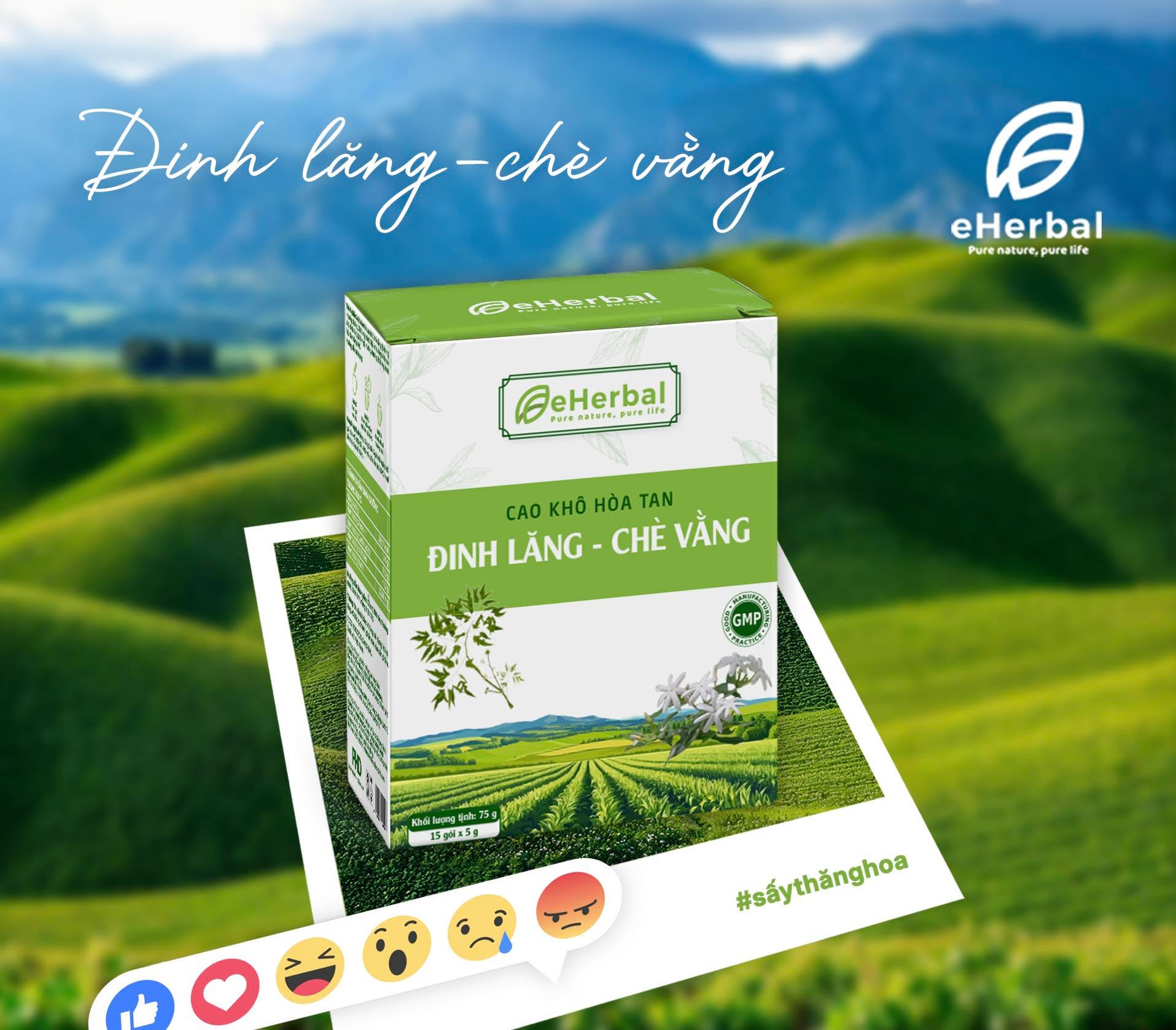 🌿 Đinh lăng – chè vằng sấy thăng hoa 🍀