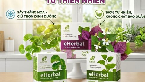 🌿BỘT RAU MÁ – DIẾP CÁ – TÍA TÔ NGUYÊN CHẤT eHerbal 🌿