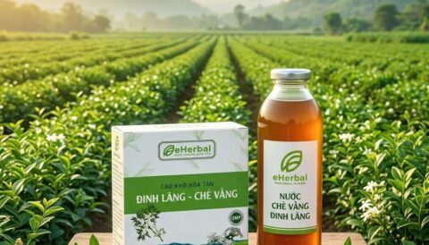 🌿 ĐINH LĂNG – CHÈ VẰNG eHerbal 🌿