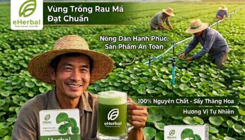 🍀 BỘT RAU MÁ NGUYÊN CHẤT eHERBAL – LỰA CHỌN XANH TỪ THIÊN NHIÊN 💚