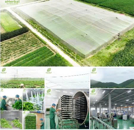 🤝 eHERBAL NHẬN OEM/ODM – BIẾN Ý TƯỞNG THÀNH SẢN PHẨM MANG THƯƠNG HIỆU RIÊNG
