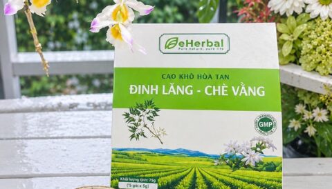🌿 ĐINH LĂNG – CHÈ VẰNG | MỘT TÁCH TRÀ, MỘT KHOẢNH KHẮC THƯ THẢ