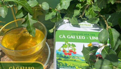 🌿 Khám phá bí mật từ Cà gai leo & Linh chi – bất ngờ ngay trong từng gói nhỏ! 🌿