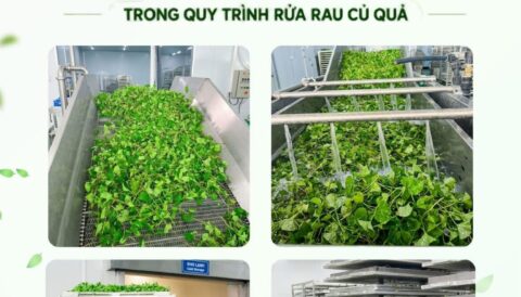 🔥EHERBAL TIÊN PHONG ỨNG DỤNG ‘CÔNG NGHỆ PLASMA’ TRONG QUY TRÌNH RỬA RAU CỦ.