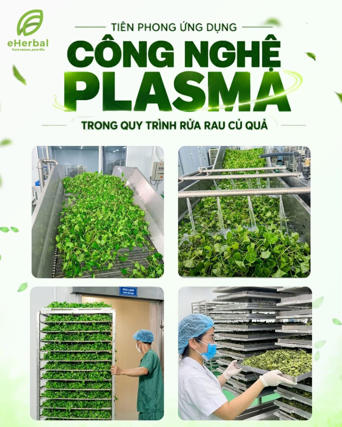 🔥EHERBAL TIÊN PHONG ỨNG DỤNG ‘CÔNG NGHỆ PLASMA’ TRONG QUY TRÌNH RỬA RAU CỦ.
